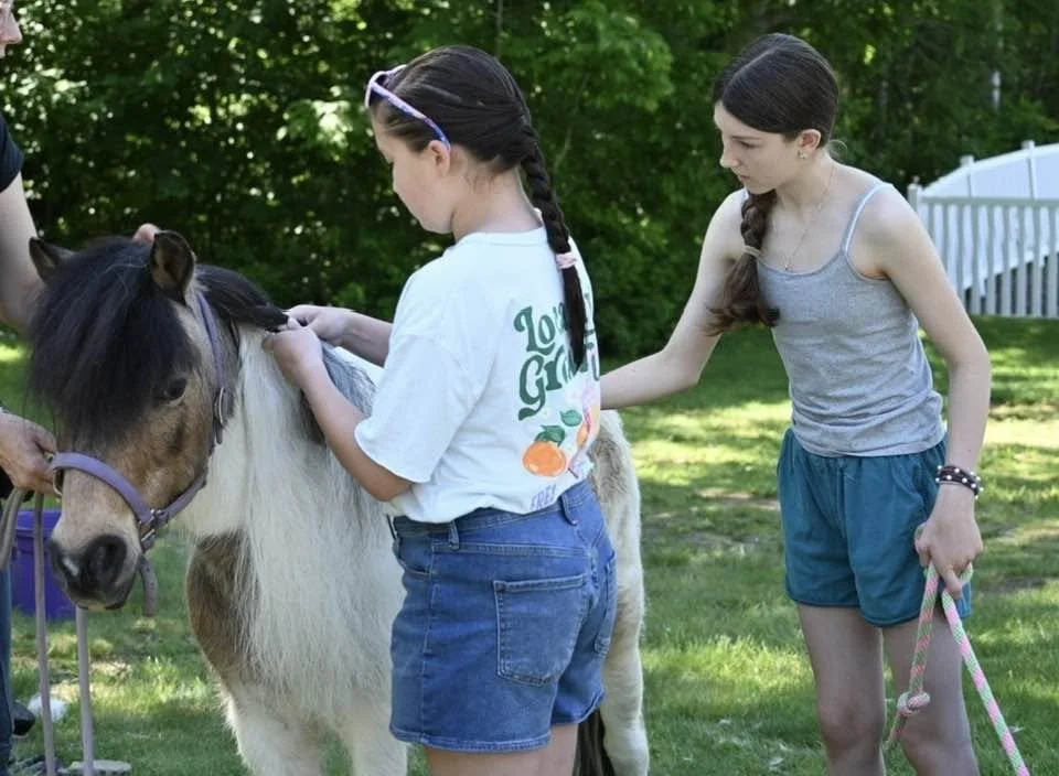 mini horse grooming braid girls.jpg