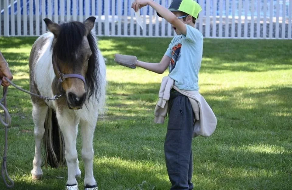 mini horse grooming fuzz.jpg