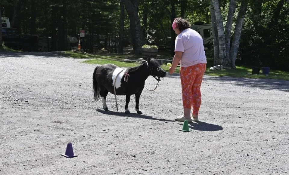 mini horse ground game target.jpg