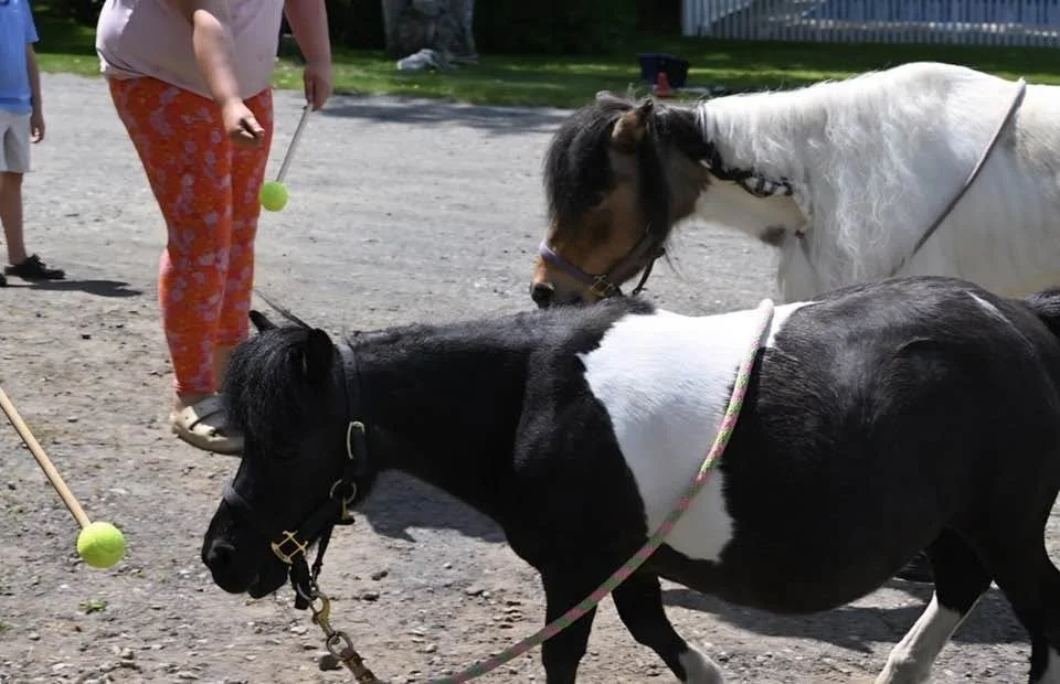 Relay races mini horse.jpg