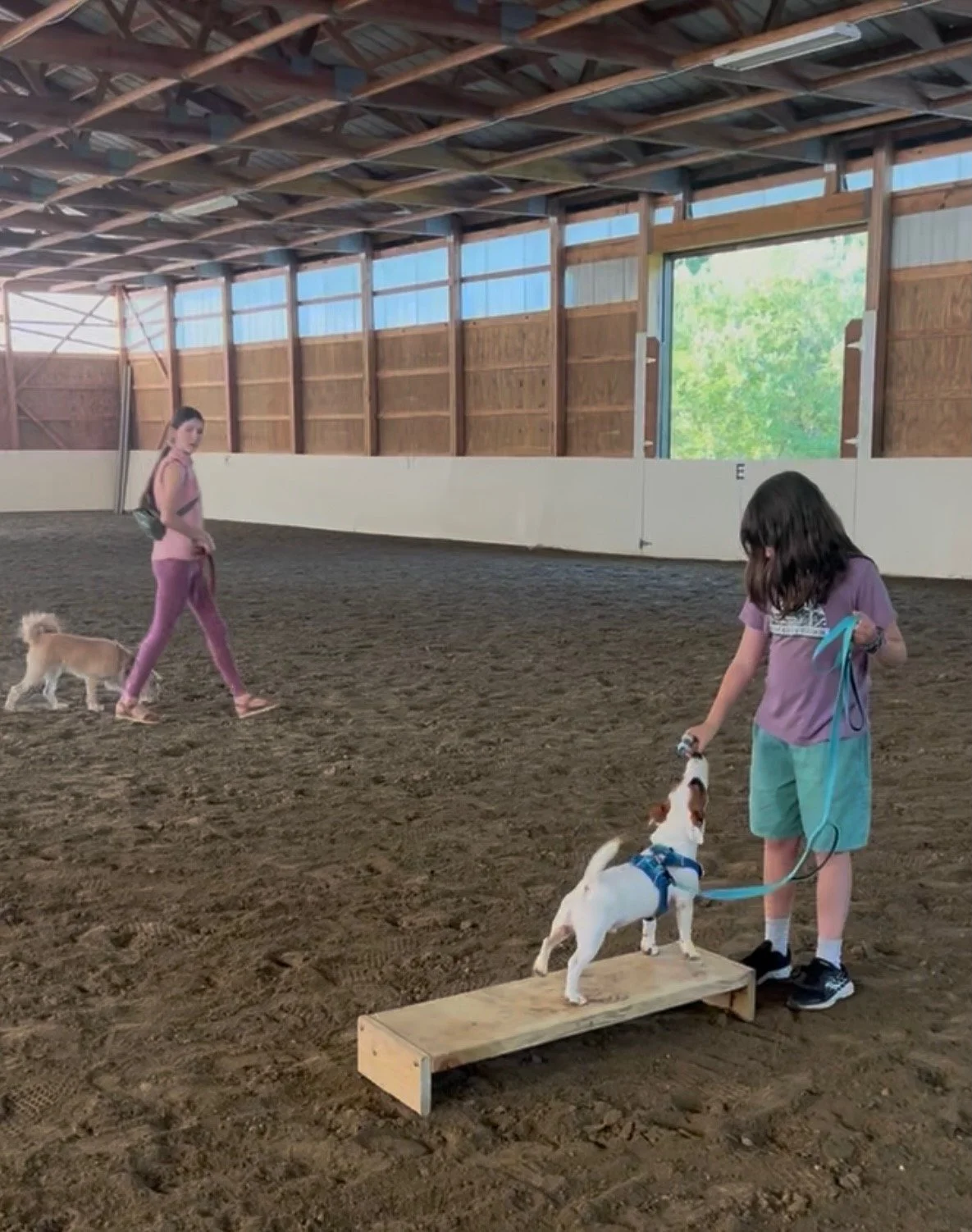 dog-clicks-platform-training-class.jpg