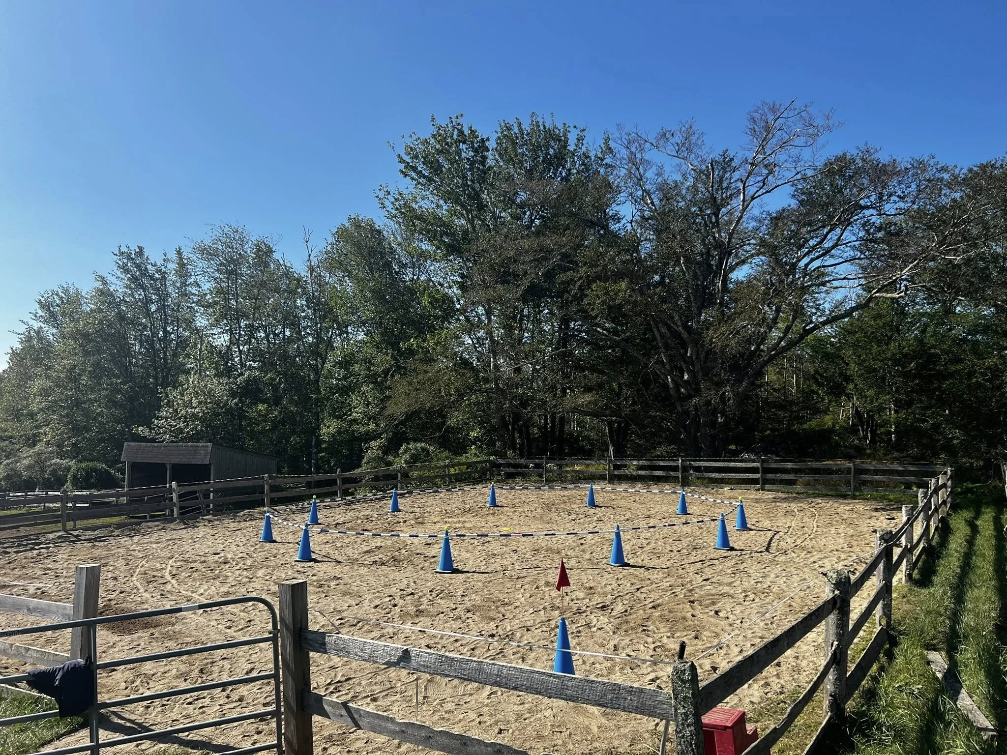 Pripet Clicker Training Riding.jpg
