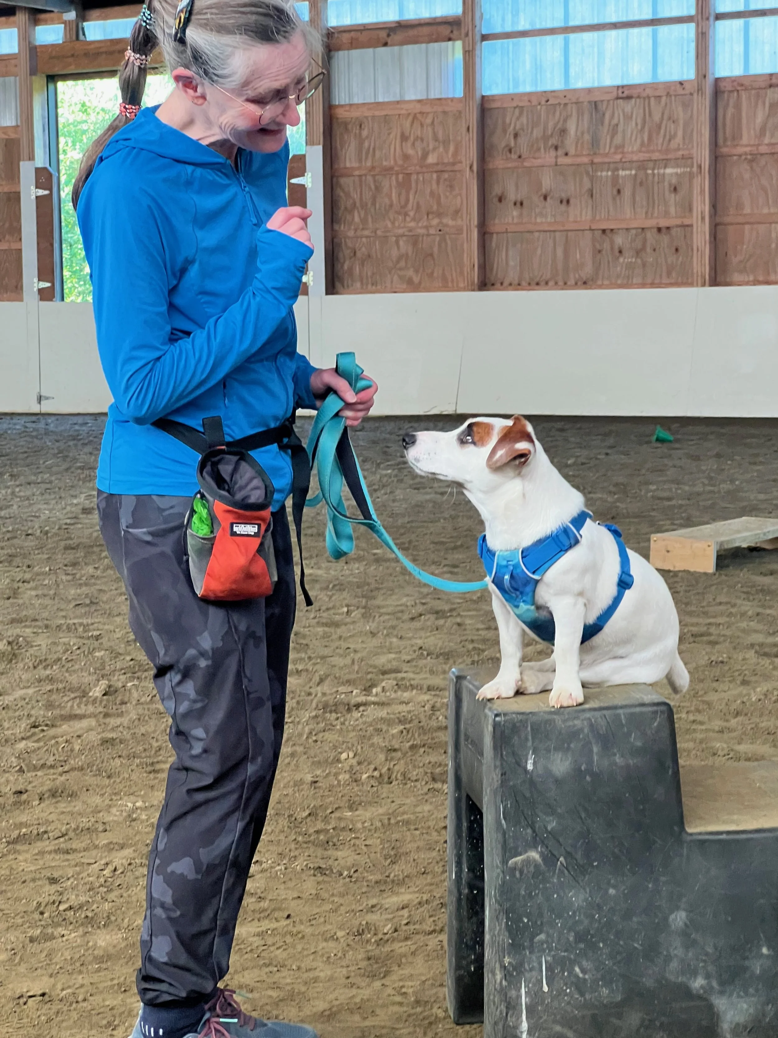 dog-clicks-dog-platform-training.jpg