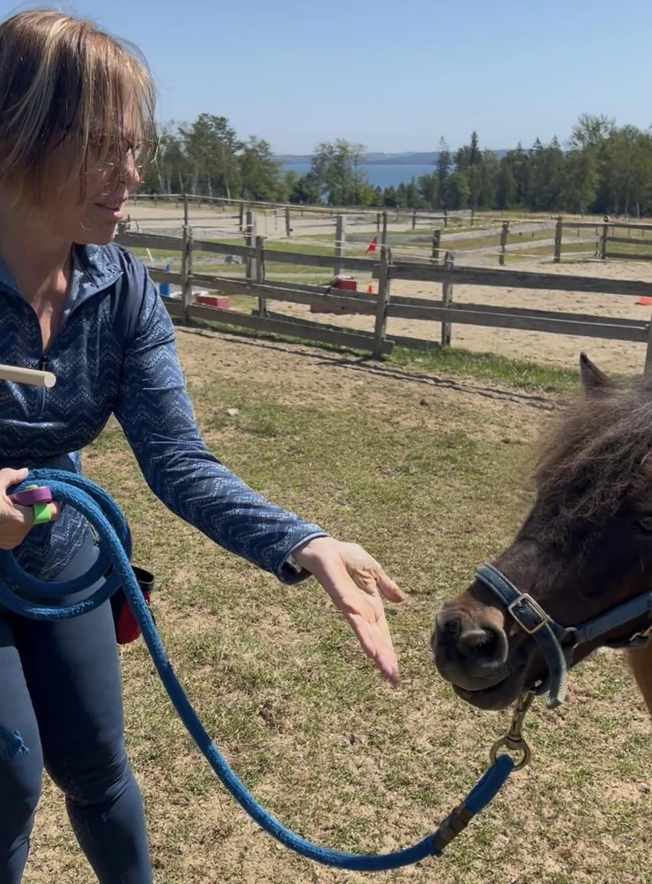 Clicker Training Dressage Lesson Pripet.jpg