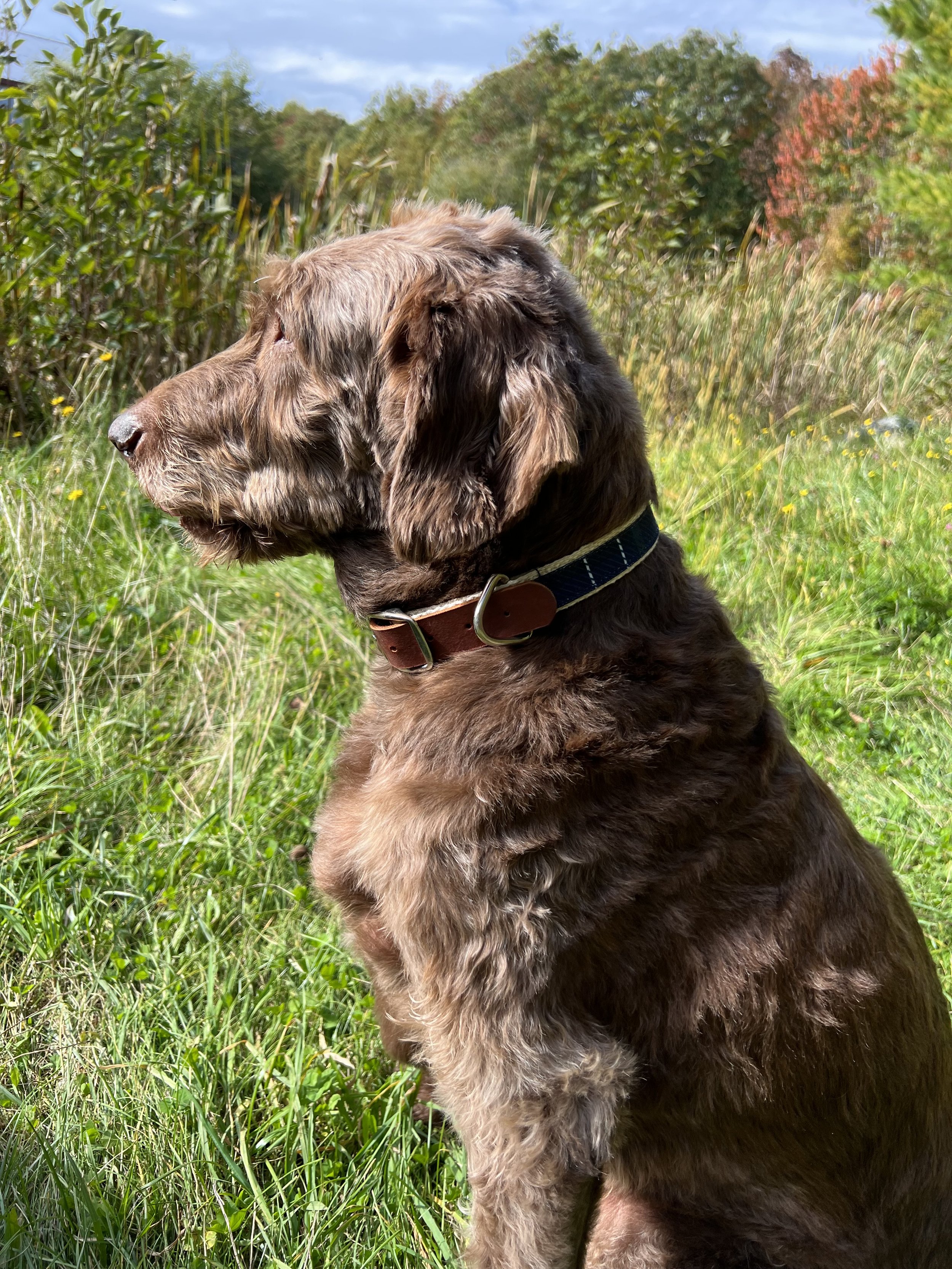 Olive Portrait in grass.jpeg