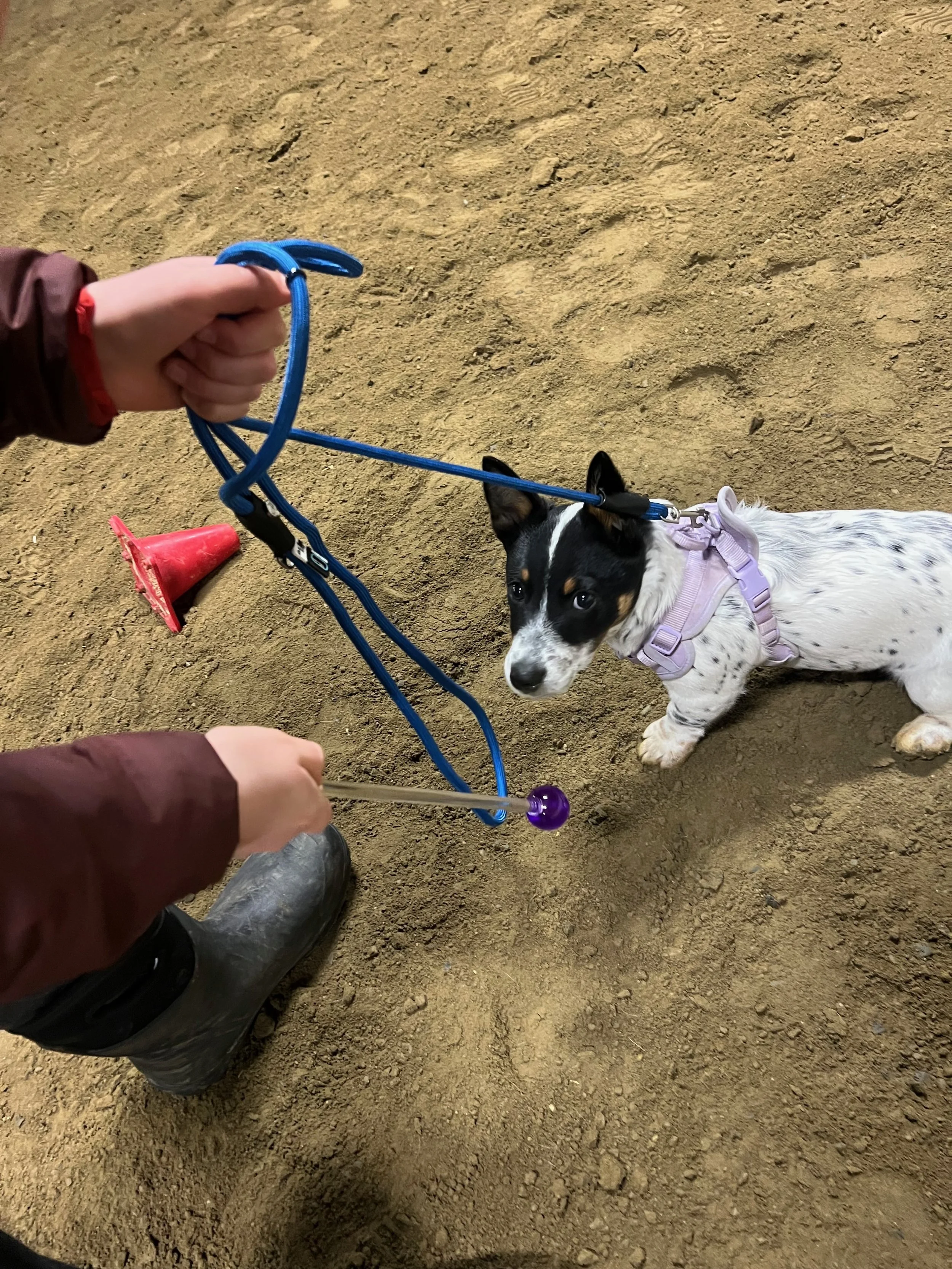 dog-clicks-puppy-target-training.jpg