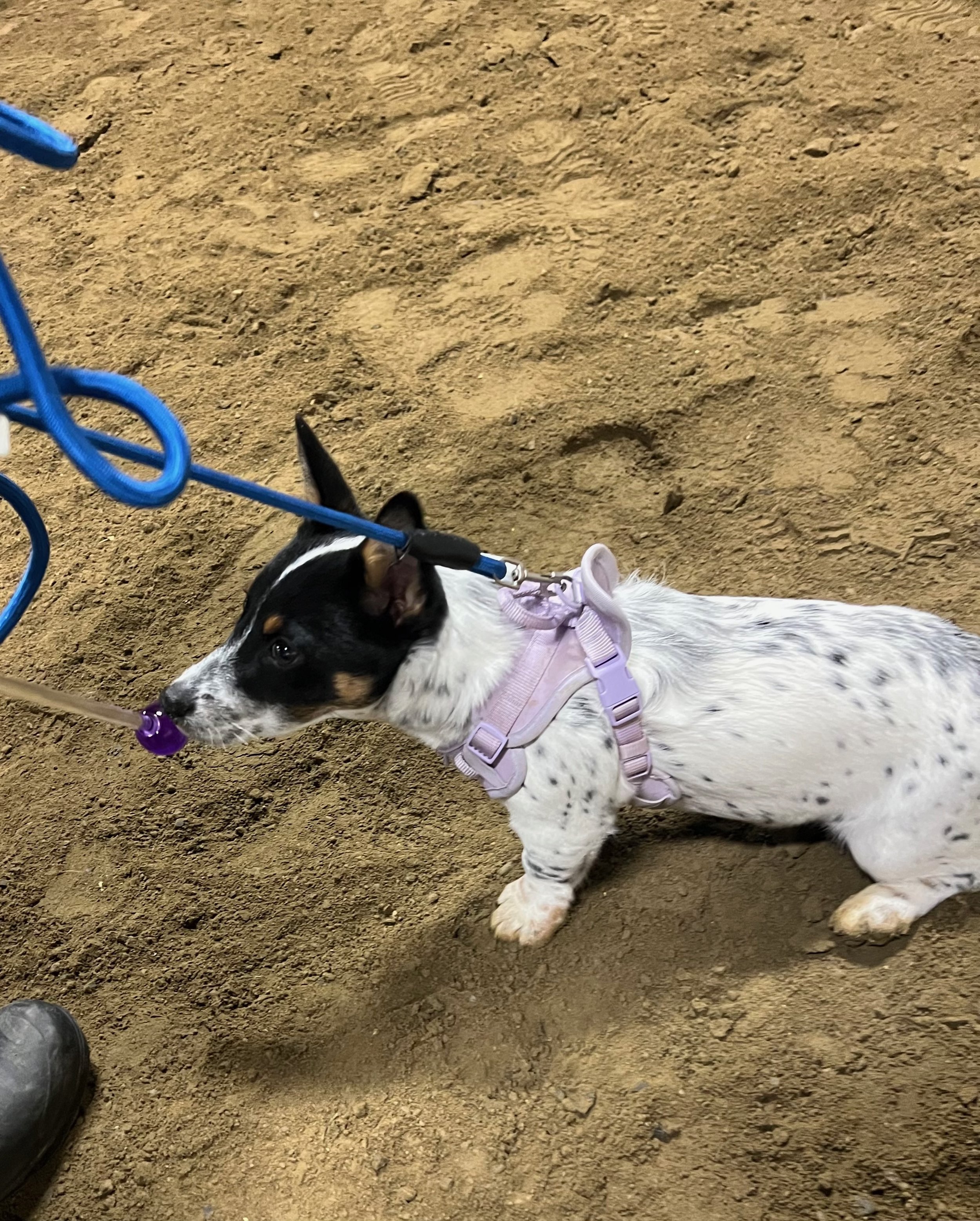 dog-clicks-puppy-target-touch.jpg