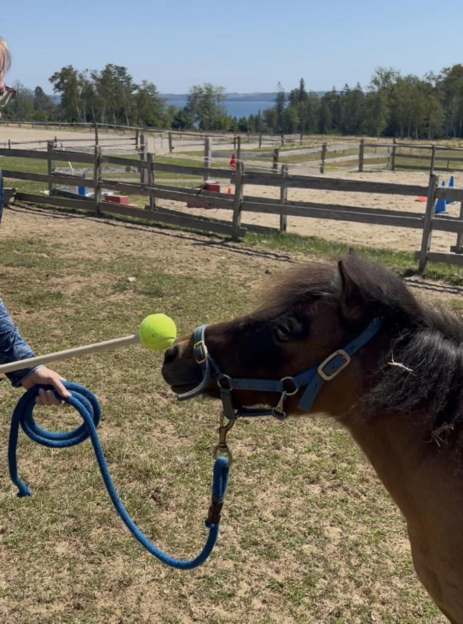 Boop Target Clicker Training.jpg