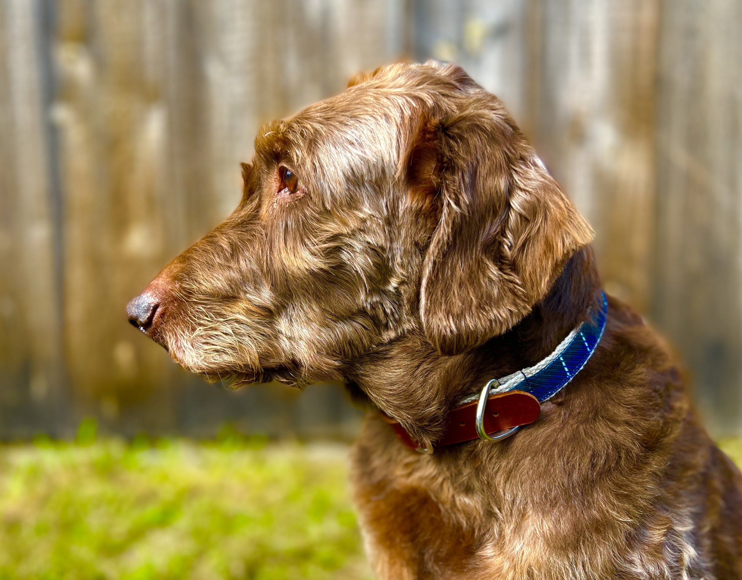 Olive Portrait Blue Collar.jpeg