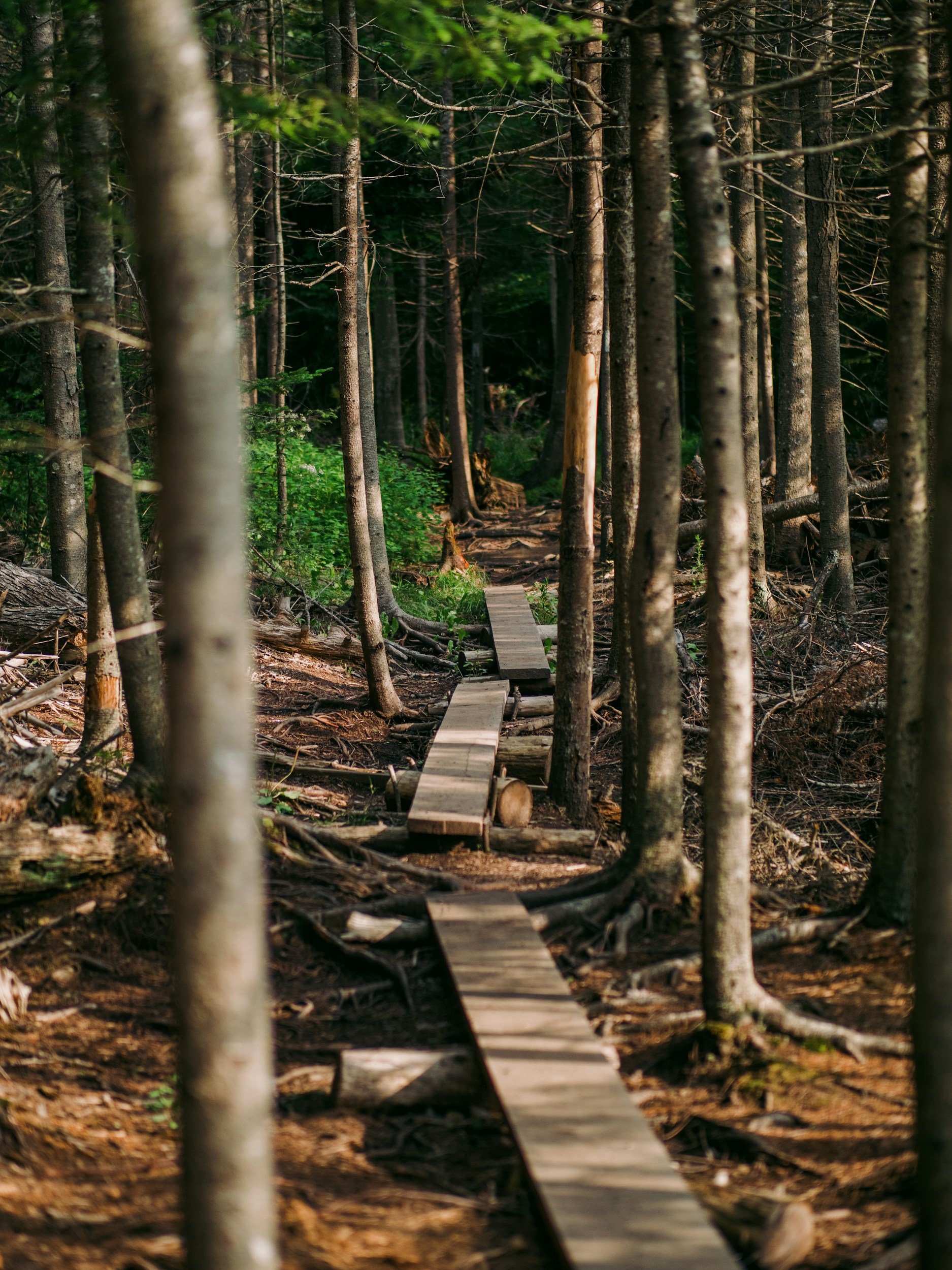 A narrow wooden boardwalk winding through a dense forest with tall trees and green foliage.