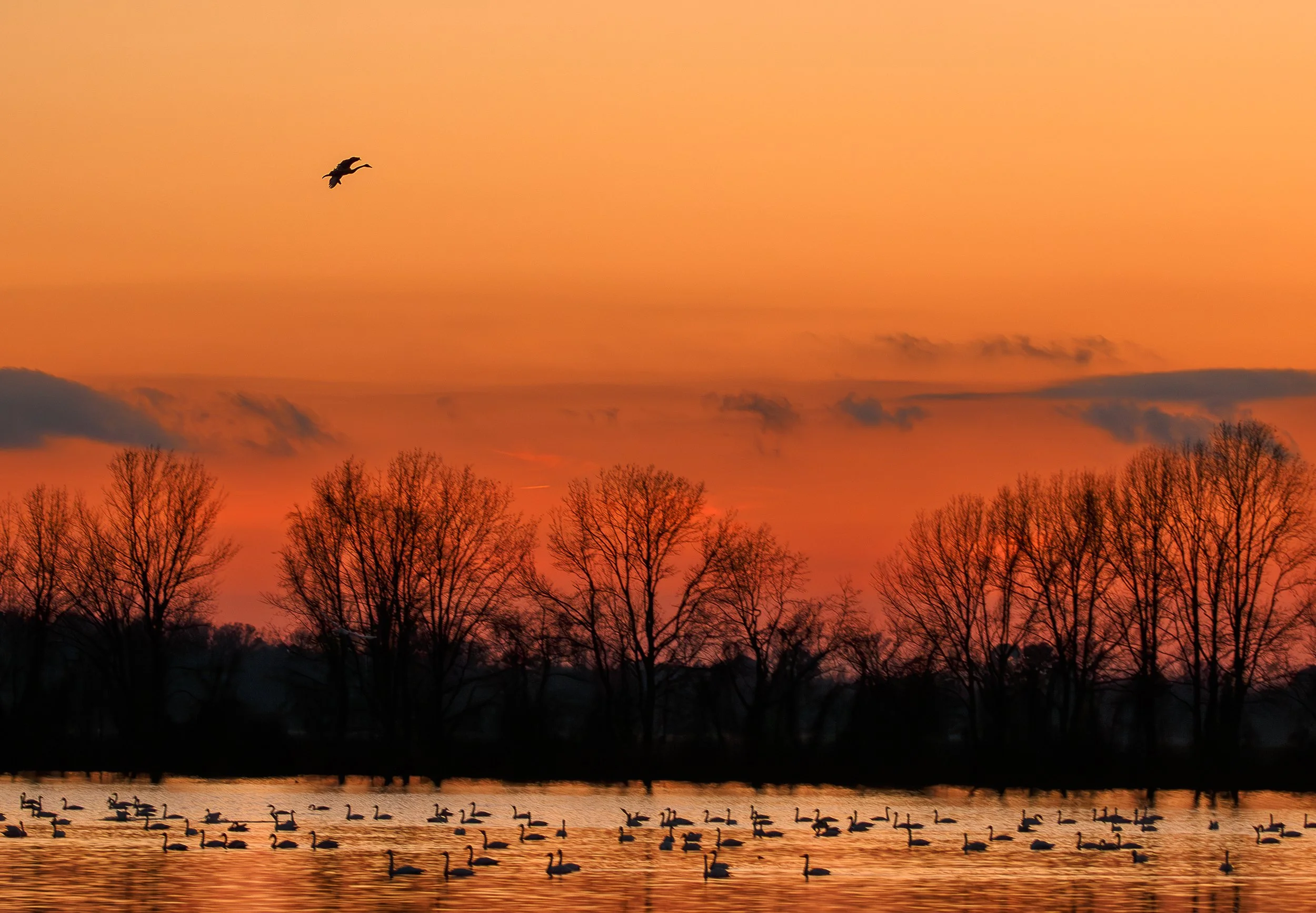 Mattamuskeet, NC- [MMM]