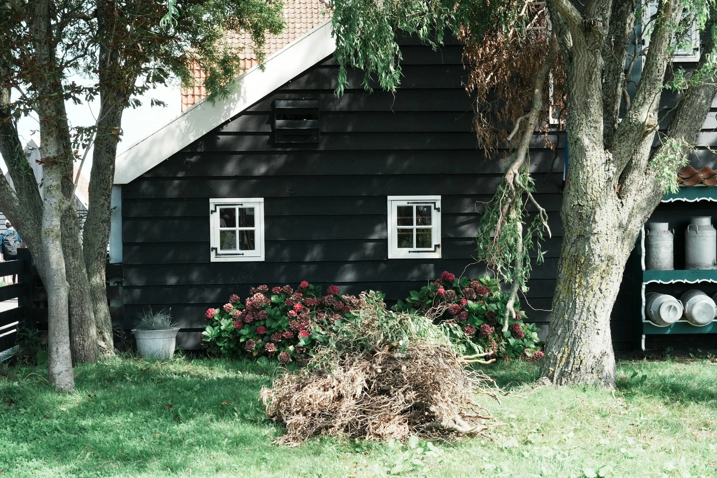 A black wooden exterior wall of a building with two small white-framed windows, surrounded by trees and flowering bushes in a garden.