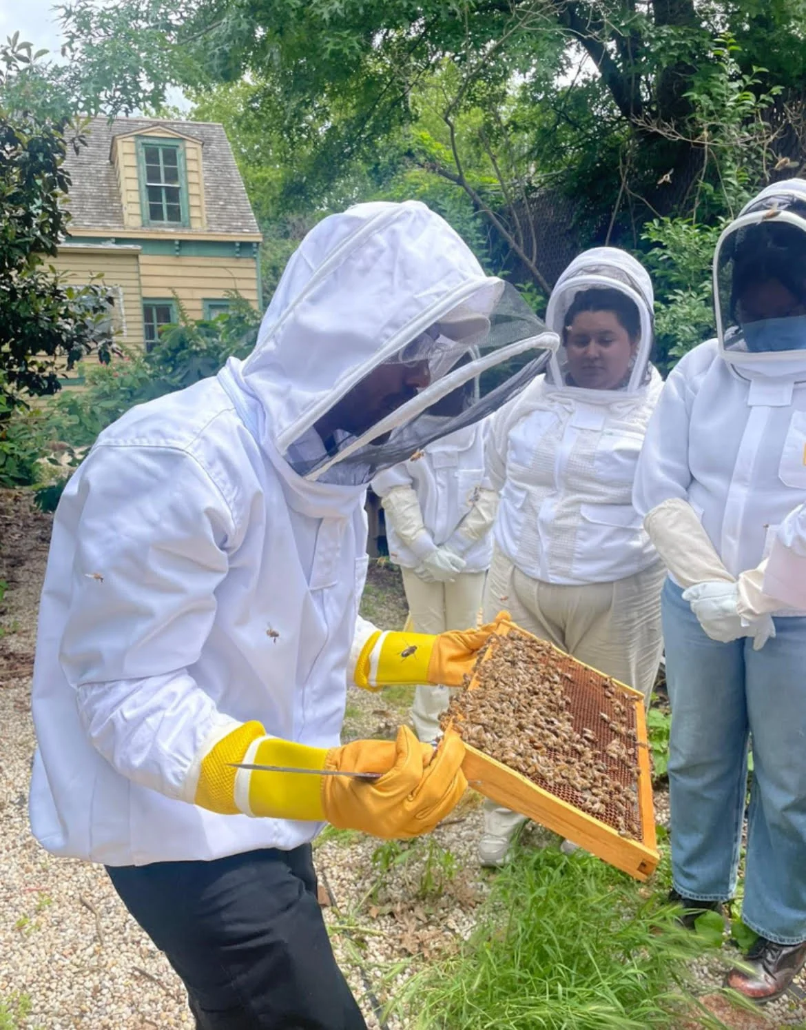 Marcellis working with BeeU NYC students in protective suits examining a honeycomb with bees outdoors.