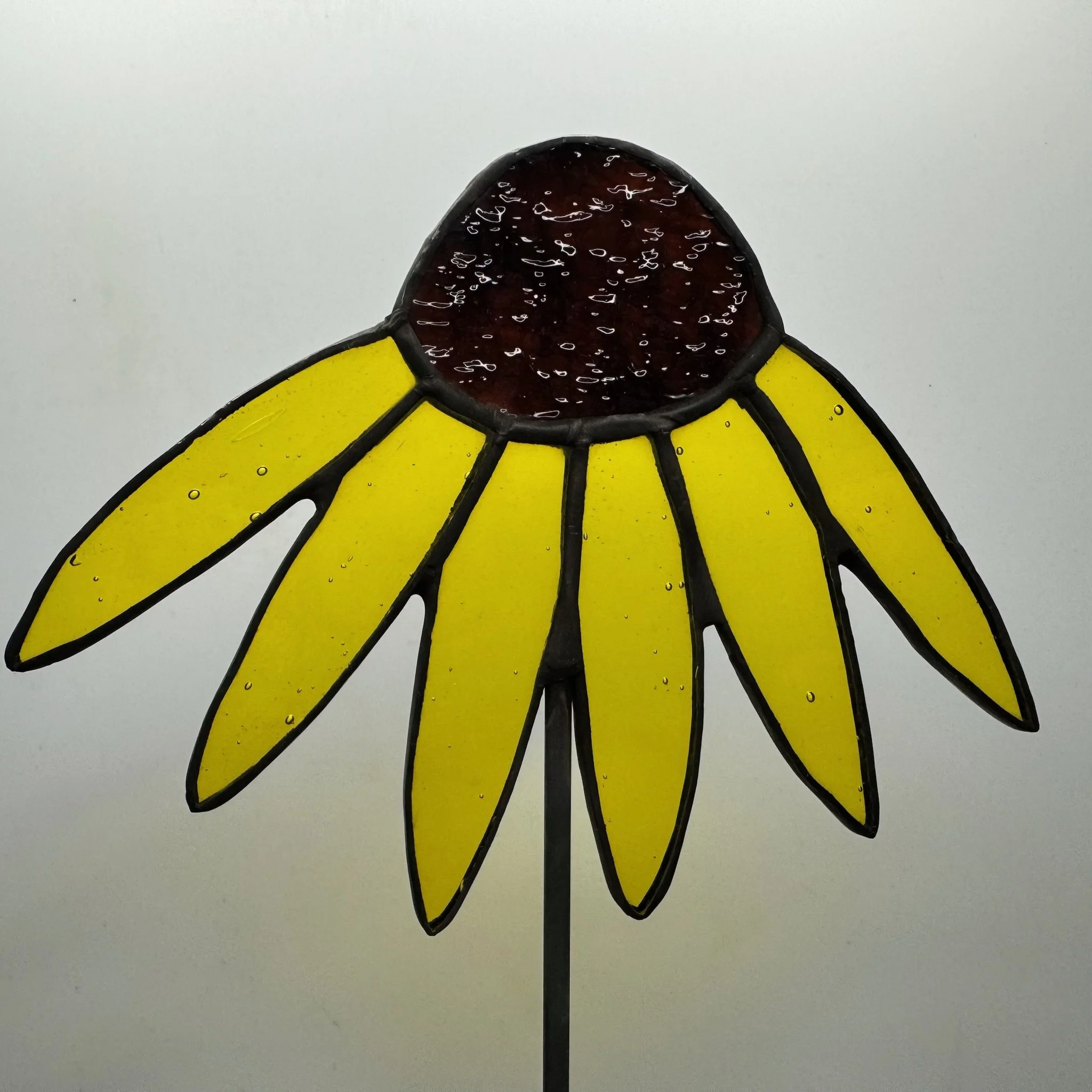 black eyed susan 1a.JPG