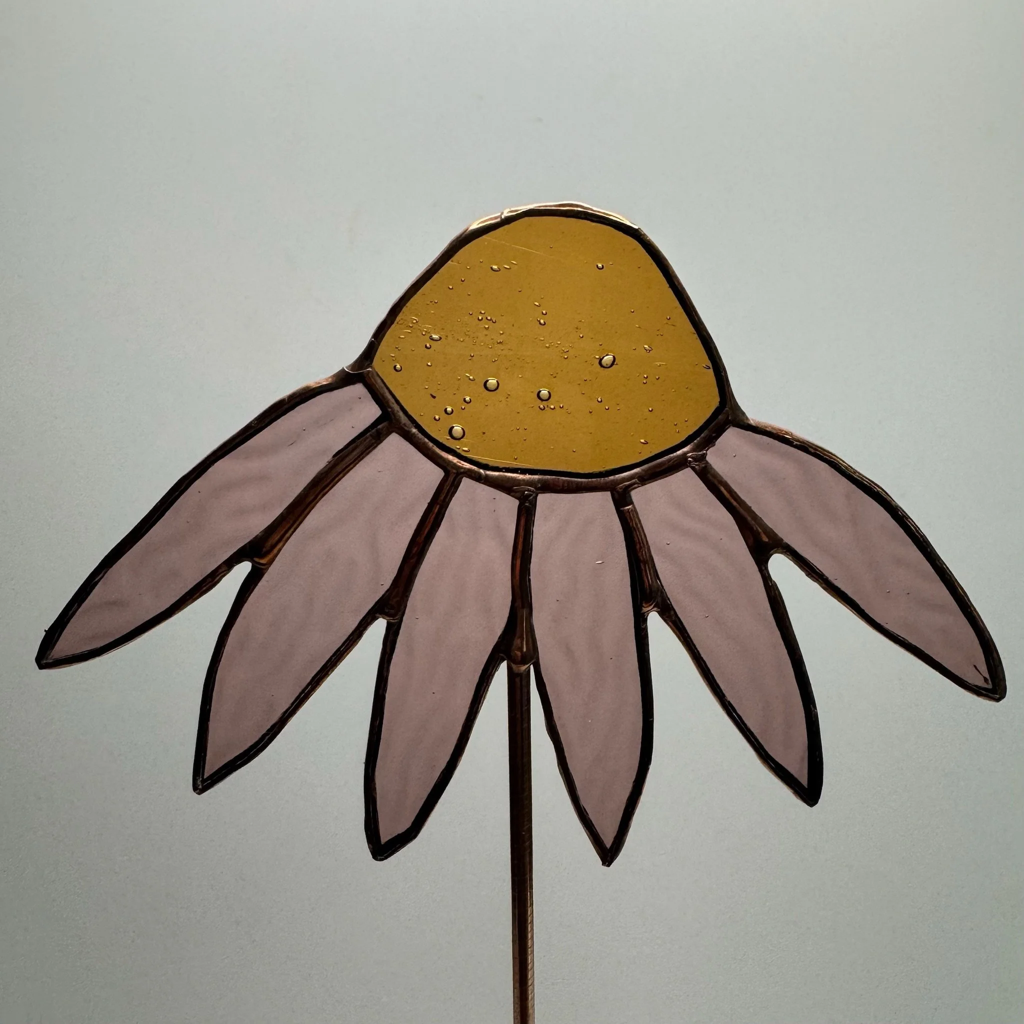 glass coneflower 4.JPG