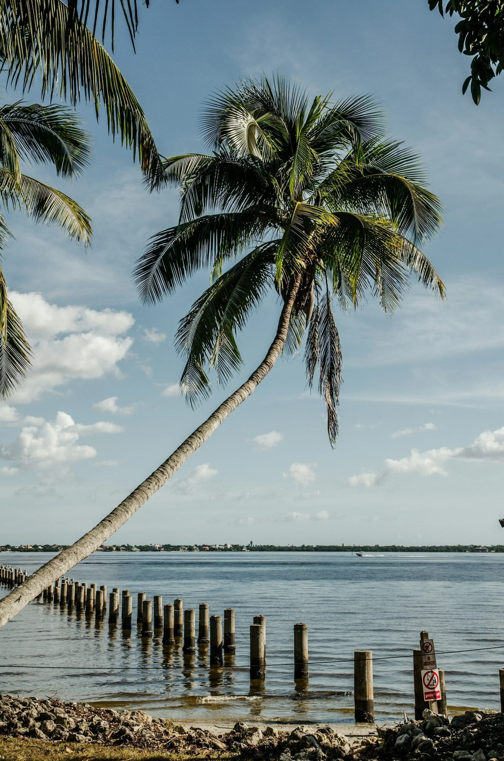 palm tree outside of home that Your External Solution does homewatch for to ensure it is not a threat to the home during a hurricane