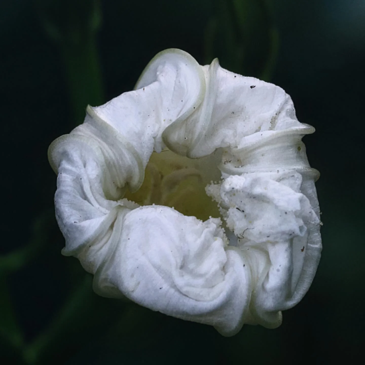 Moonflowers.. Nature&rsquo;s gossamer veil.

.
.
.
.
.
.

#ArtVsAlgorithm #HereWeGo #Moonflower #MoonflowerPhotography #GossamerPetals #FineArtPhotography #BotanicalPhotography
#NatureMacro #MacroArt #NocturnalBlooms
#FlowerDetails #GardenPhotography