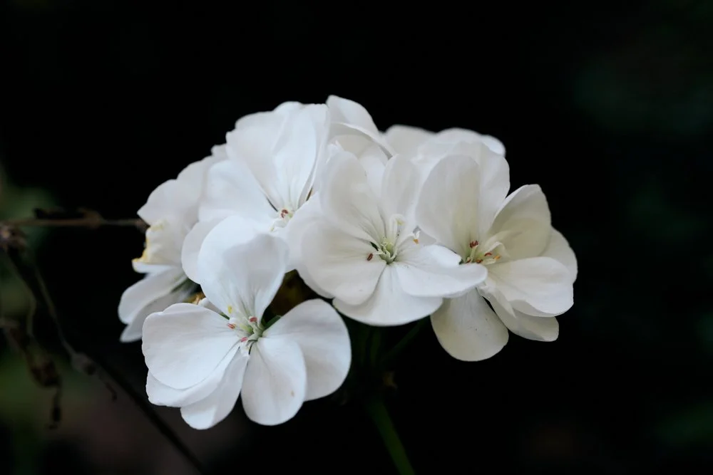 Close-up of a cluster of white flowers with dark background.