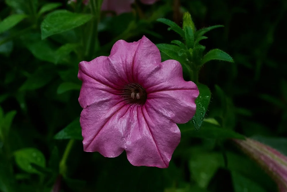 Close-up of a pink petunia flower with green foliage in the background.