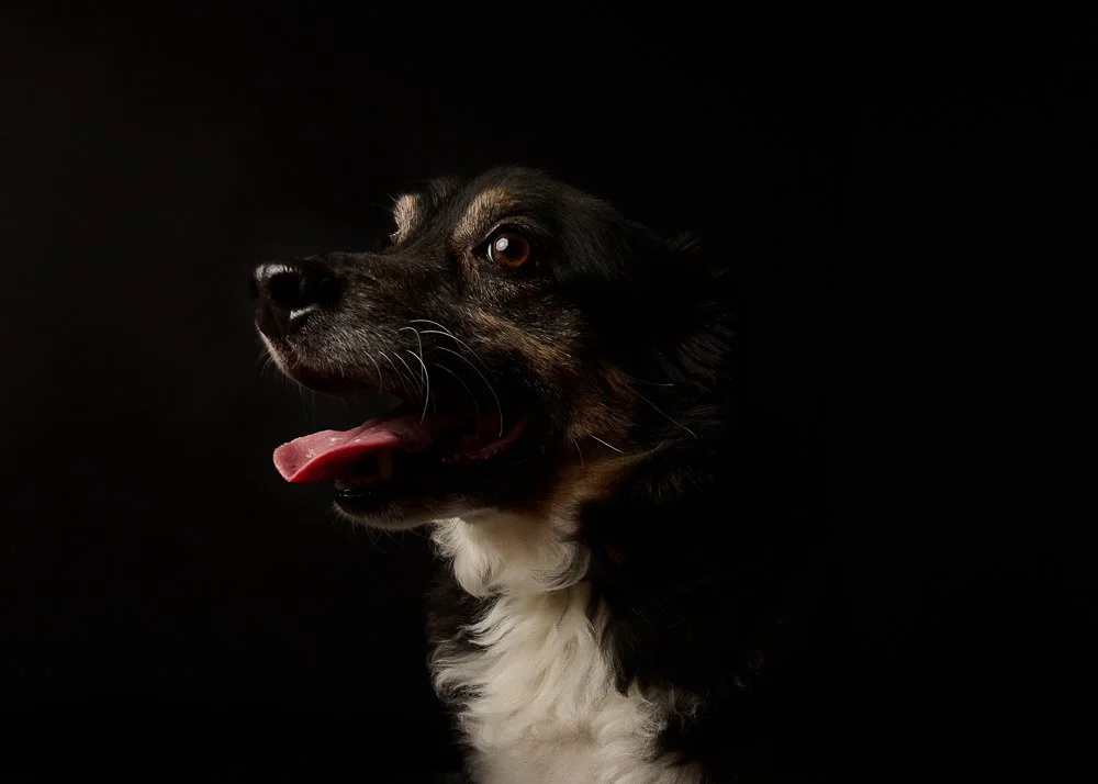 An Australian Shepherd dog with black, brown, and white fur, open mouth showing teeth, and holding a piece of bread, against a black background.