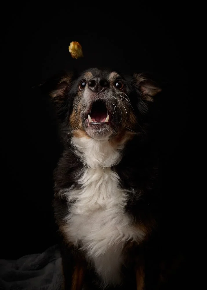 A small black, brown, and white dog with its mouth open, showing teeth, catching food in mid-air against a black background.