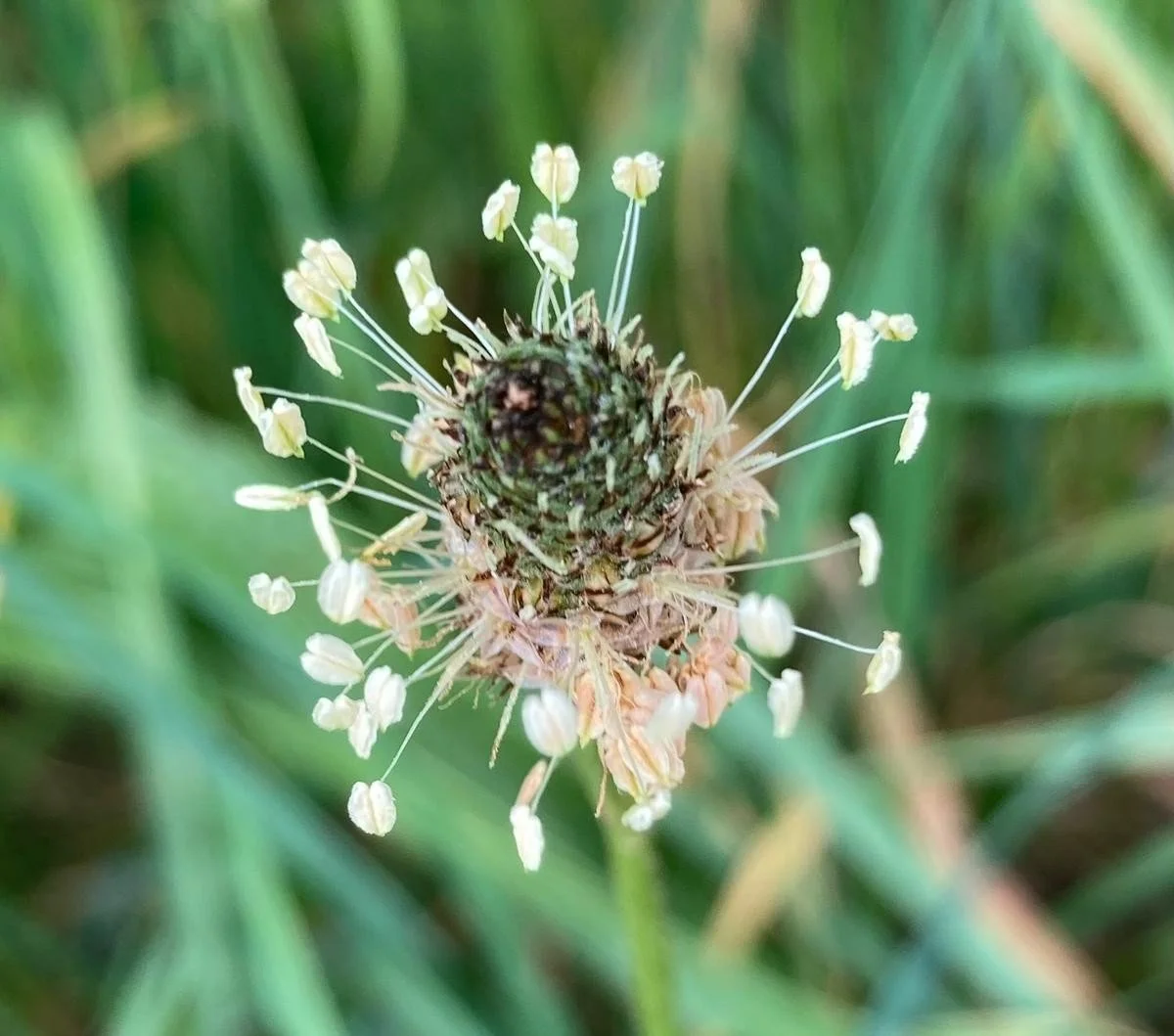 Workshop Kräuterspaziergang-Was Mutter Natur uns schenkt