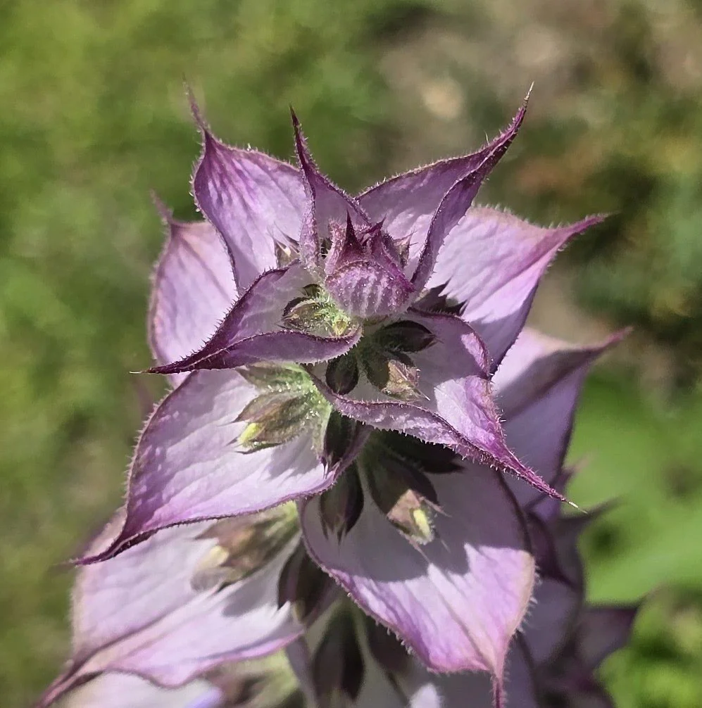 Ätherische-Öle Workshop