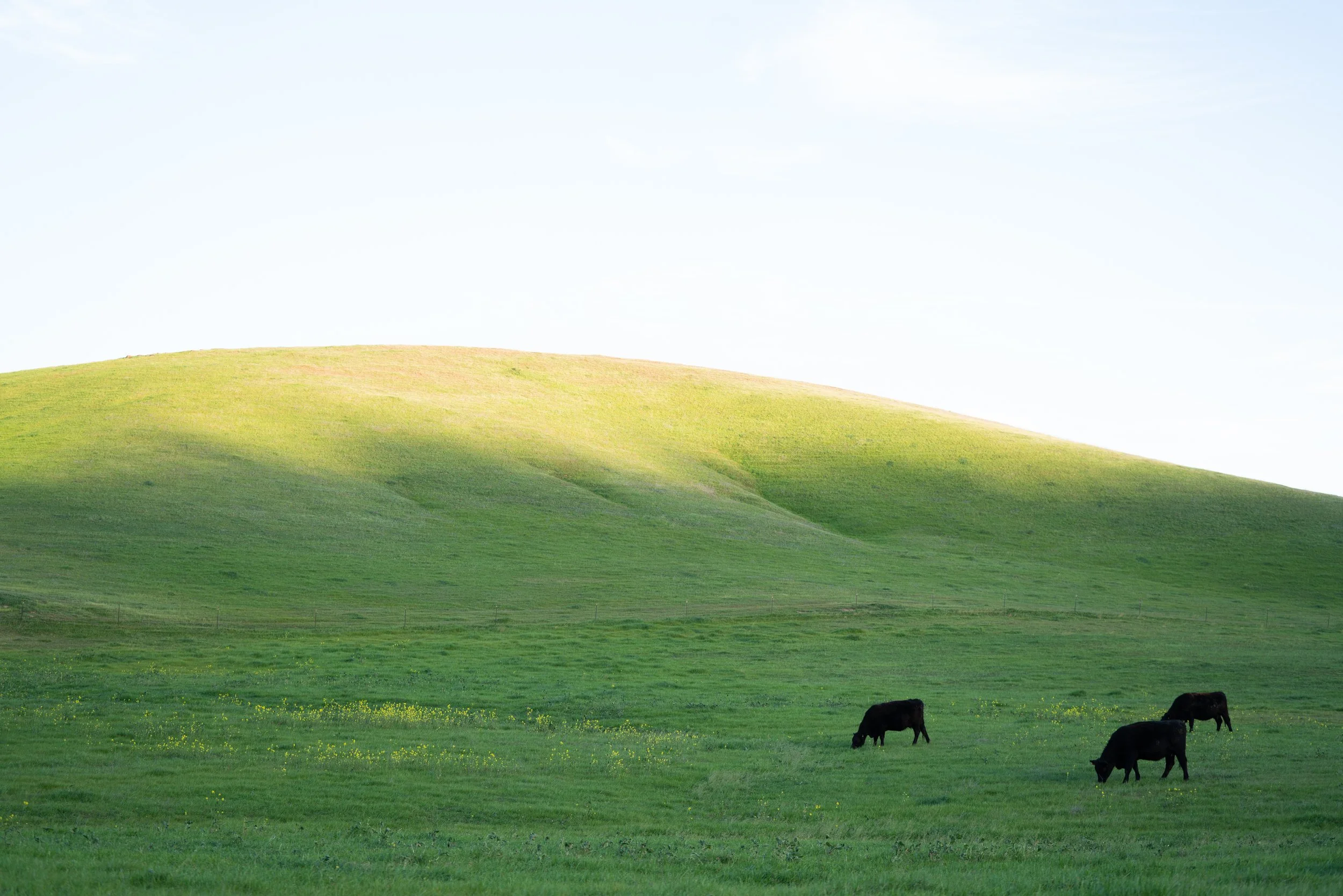 Green Hill pt. 2.jpg