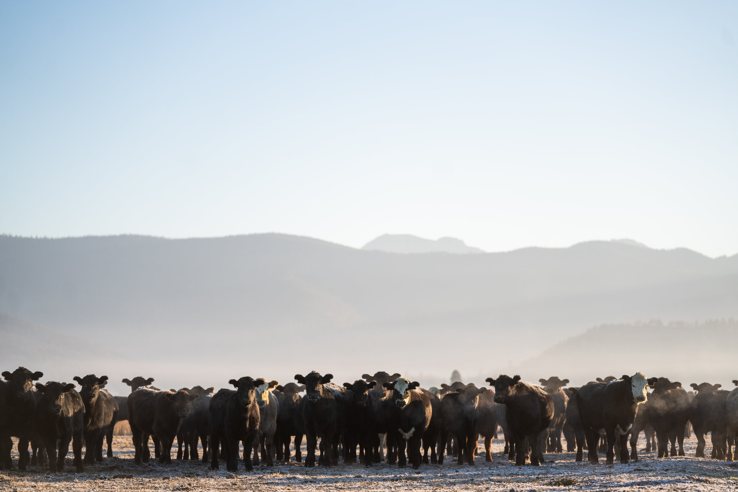 Heifers11.19.22-61.jpg