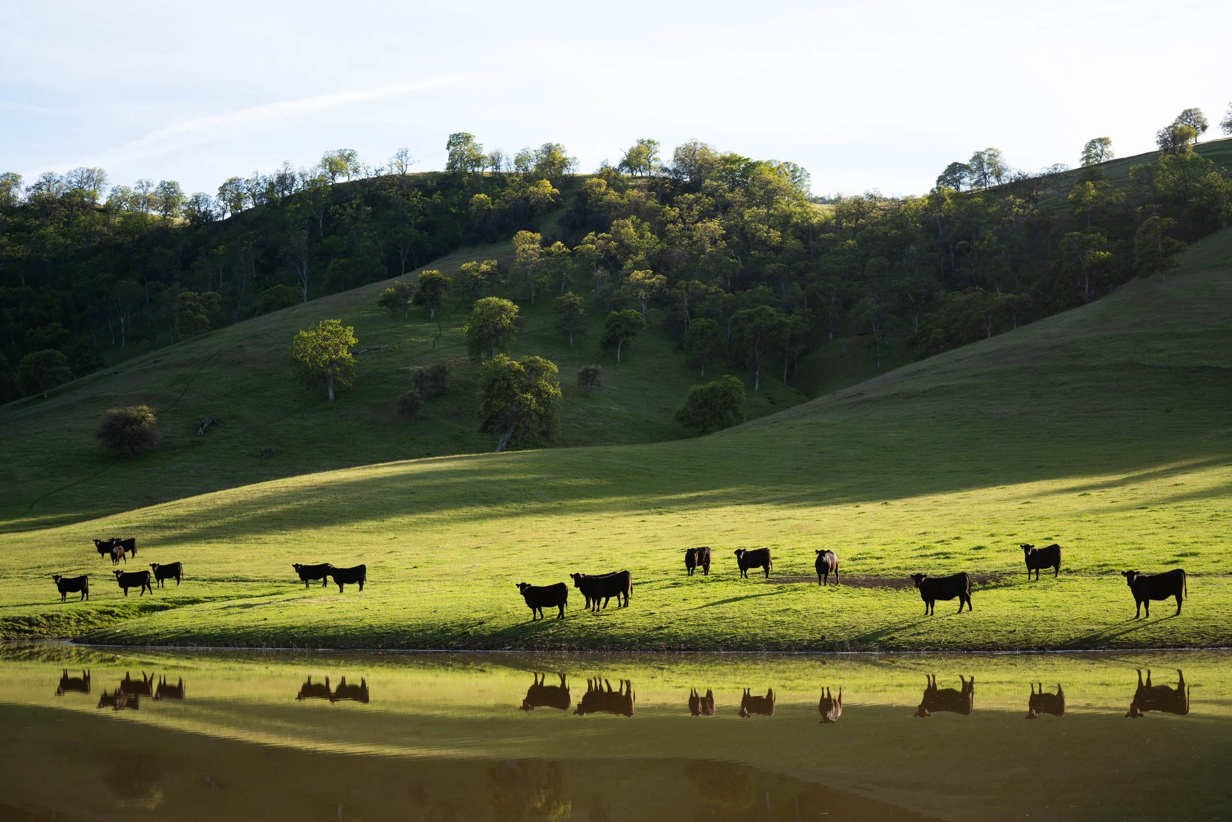 cattle certification