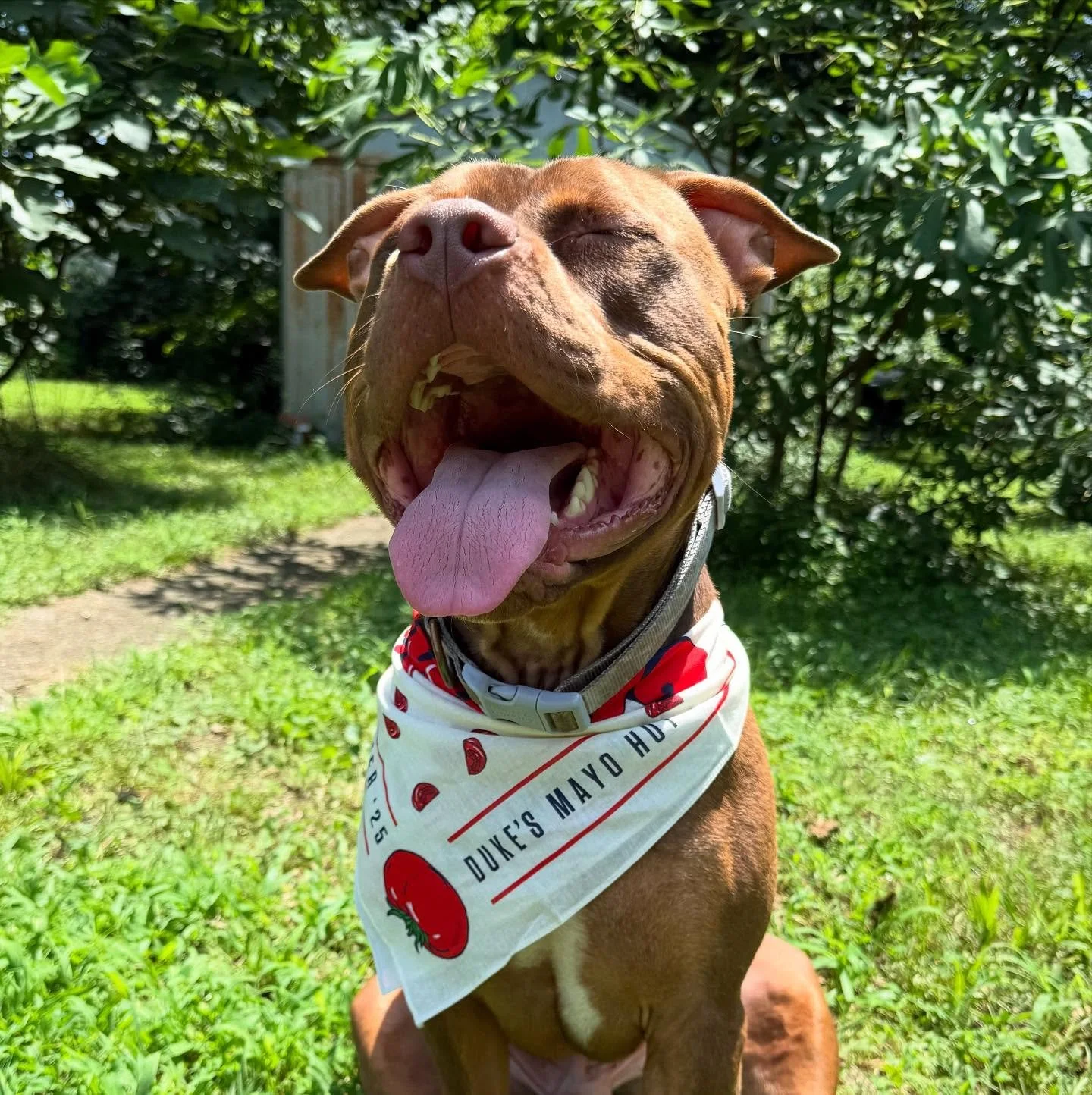 Sun&rsquo;s out, Tongue&rsquo;s out. Gus is a big fan of the Pork Belly in our Smoked Pork Belly BLT and Duke&rsquo;s Mayo Merch. 

#hottomatosummer2025