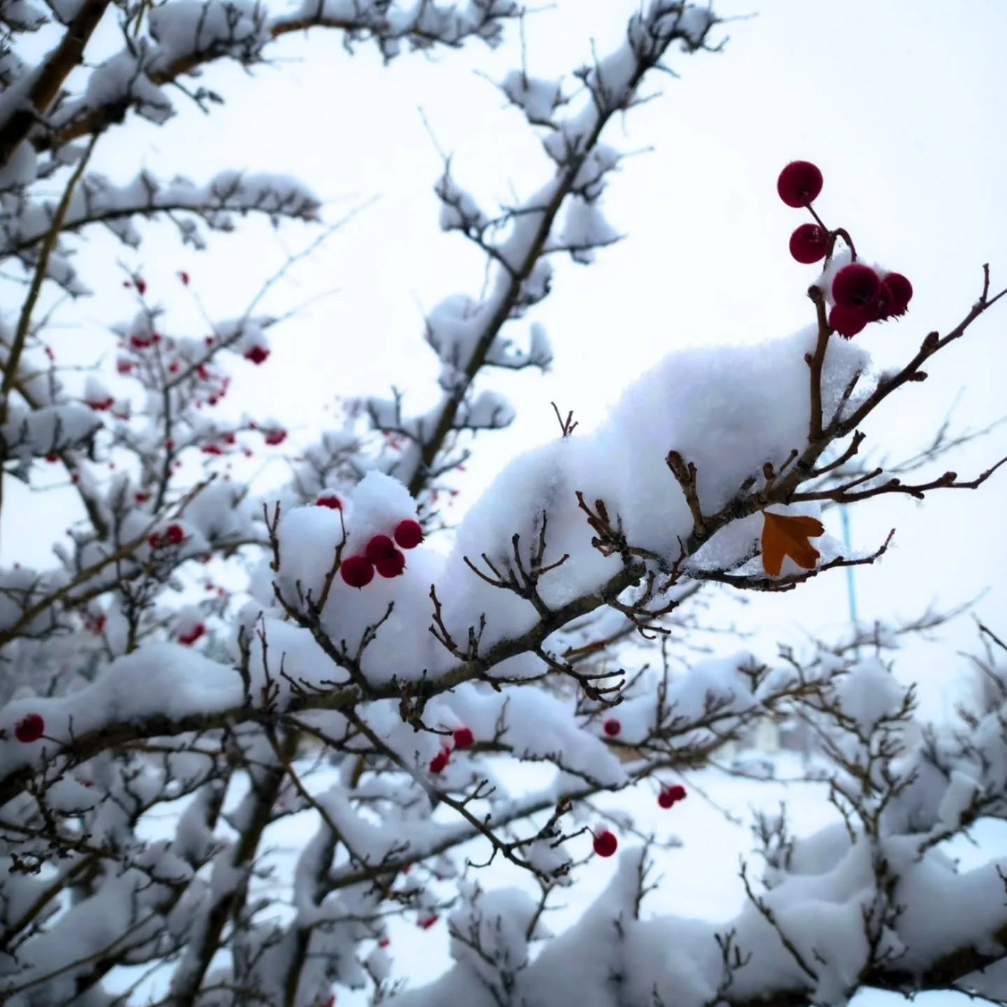 First big snow of the season ! 🥰 ❄️ 
Is it snowing where you are ?