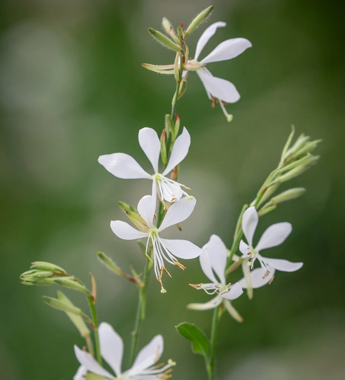 Gaura lindheimeri 'White Gaura'.jpeg