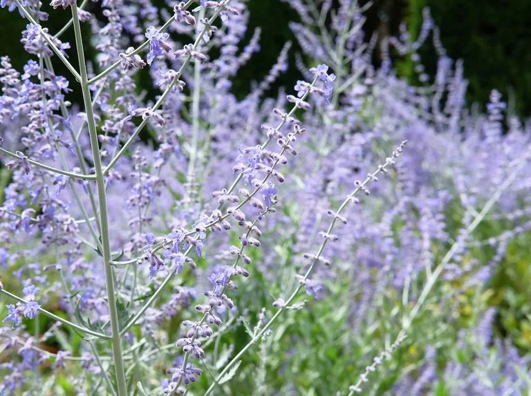 Perovskia atriplicifolia 'Russian Sage'.JPG