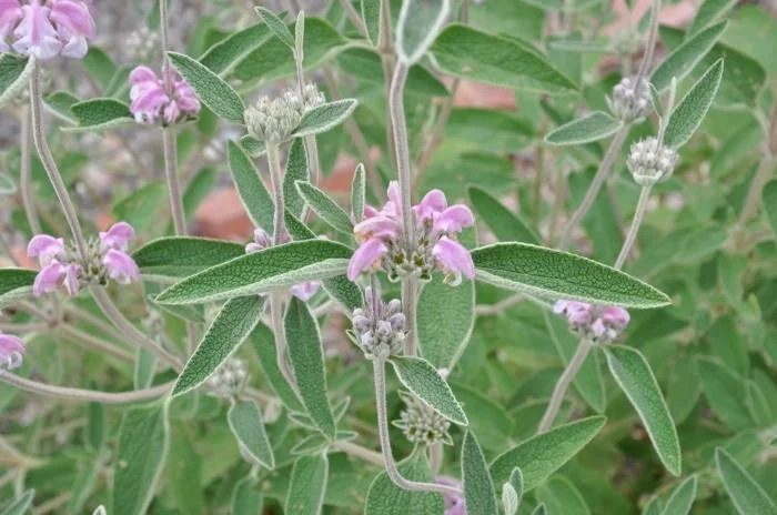 Phlomis purpurea 'Purple Jerusalem Sage'.JPG