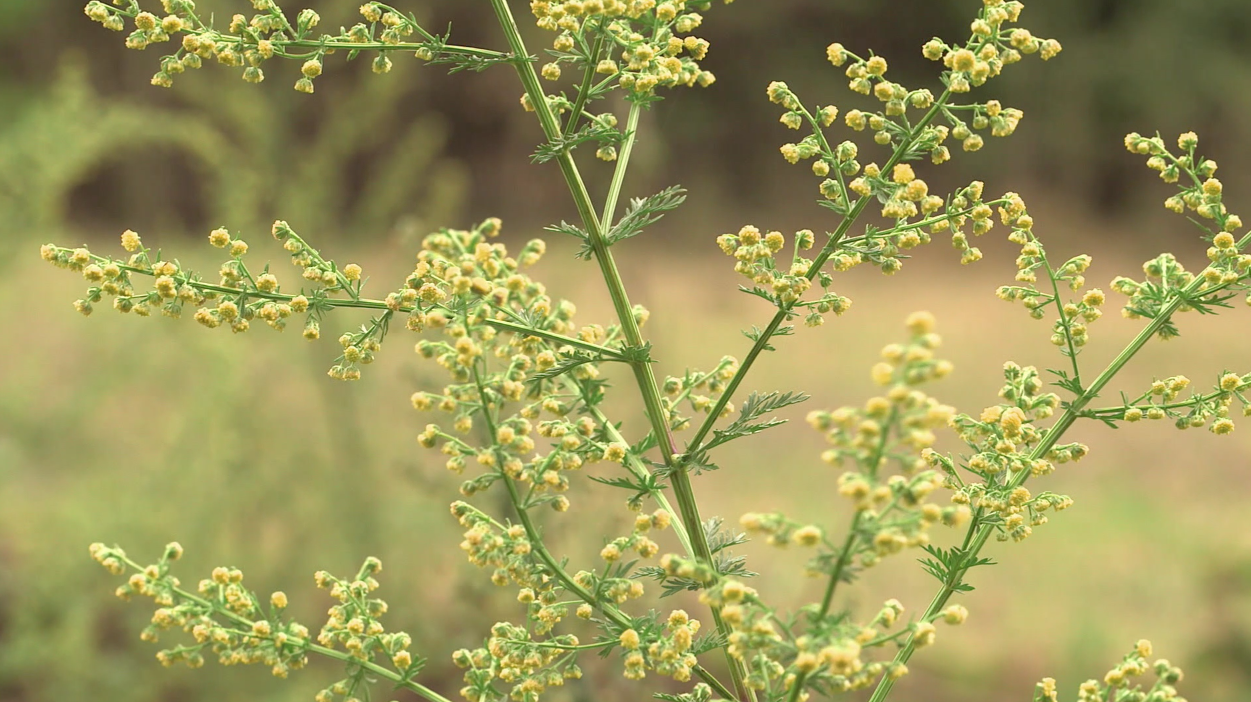 V4-Artemisia-Annua-en-fleur.png