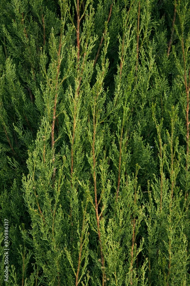 Italian Cyprees Tree.jpeg