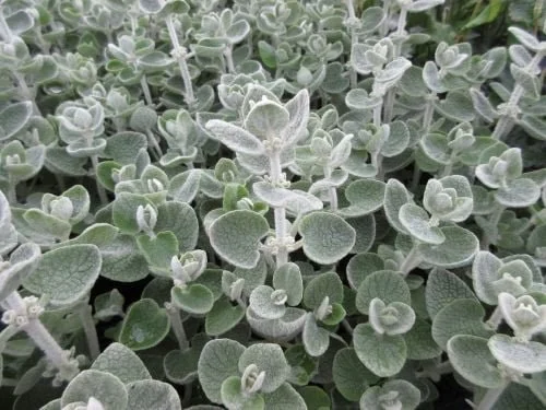 Ballota pseudodictamnus.JPG