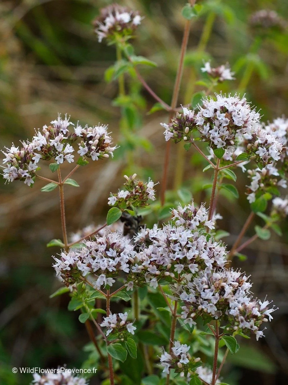 origanum-vulgare.jpg