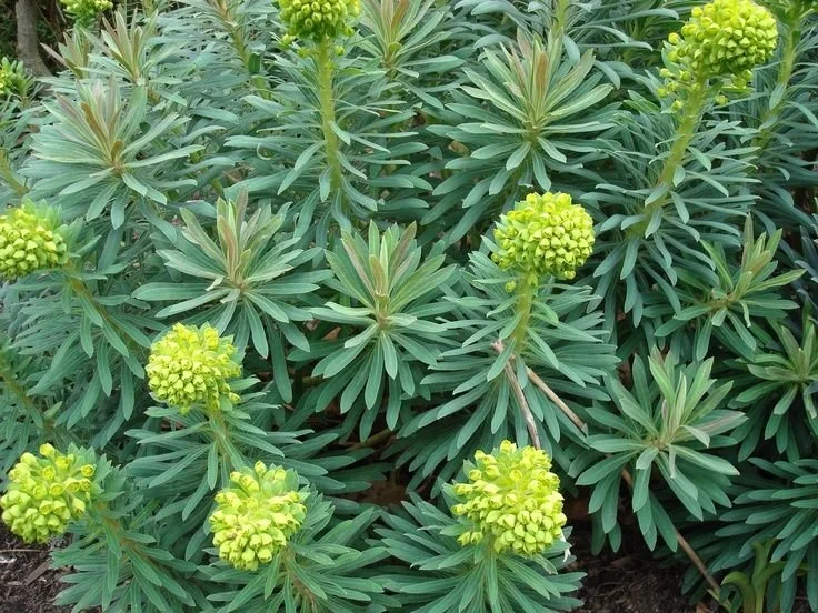 Euphorbia characias 'Lambrook Gold'.JPG
