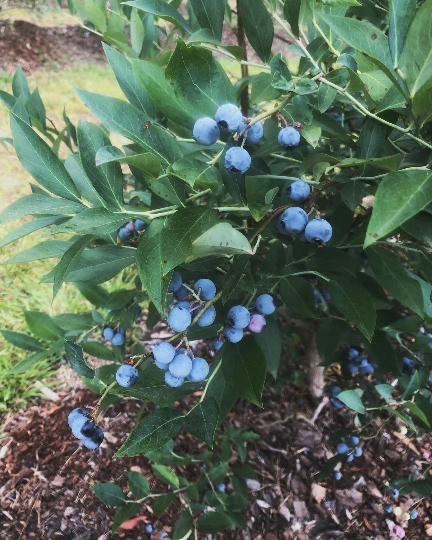 We had a very quick rain shower this afternoon but the berries look set, we are going to be open at 4:30. Come get some blueberries $6/ pound and while you&rsquo;re here try a Blueberry Paleta. We&rsquo;ll be open until sundown. 🫐. 
#blueberry
 #pal