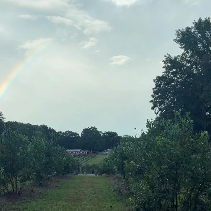 That&rsquo;s a wrap!! We had a lot of fun this year.  The 2025 blueberry season is officially over but please stay tuned to this page, we may have a surprise in store for you!