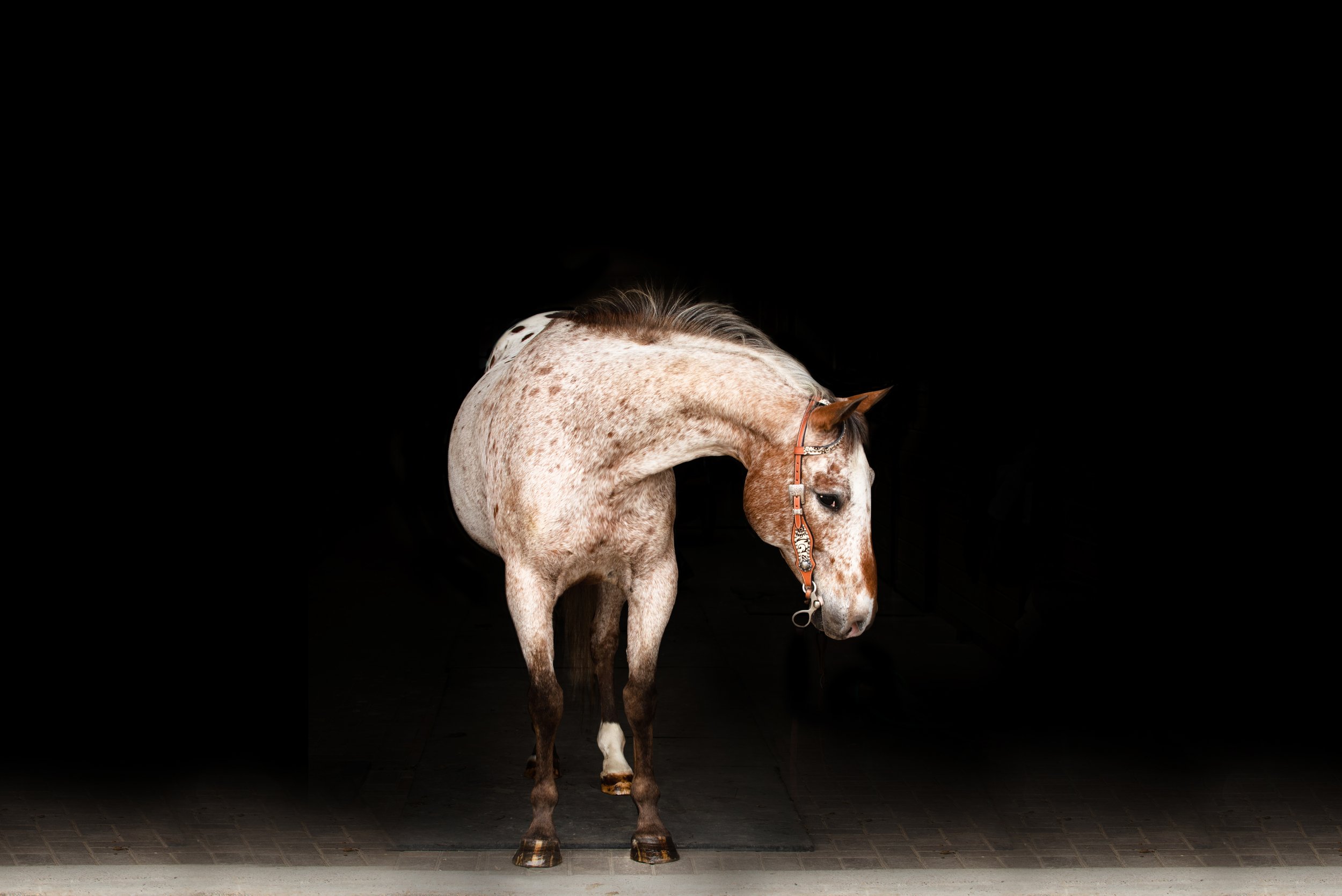 appaloosa gelding black background