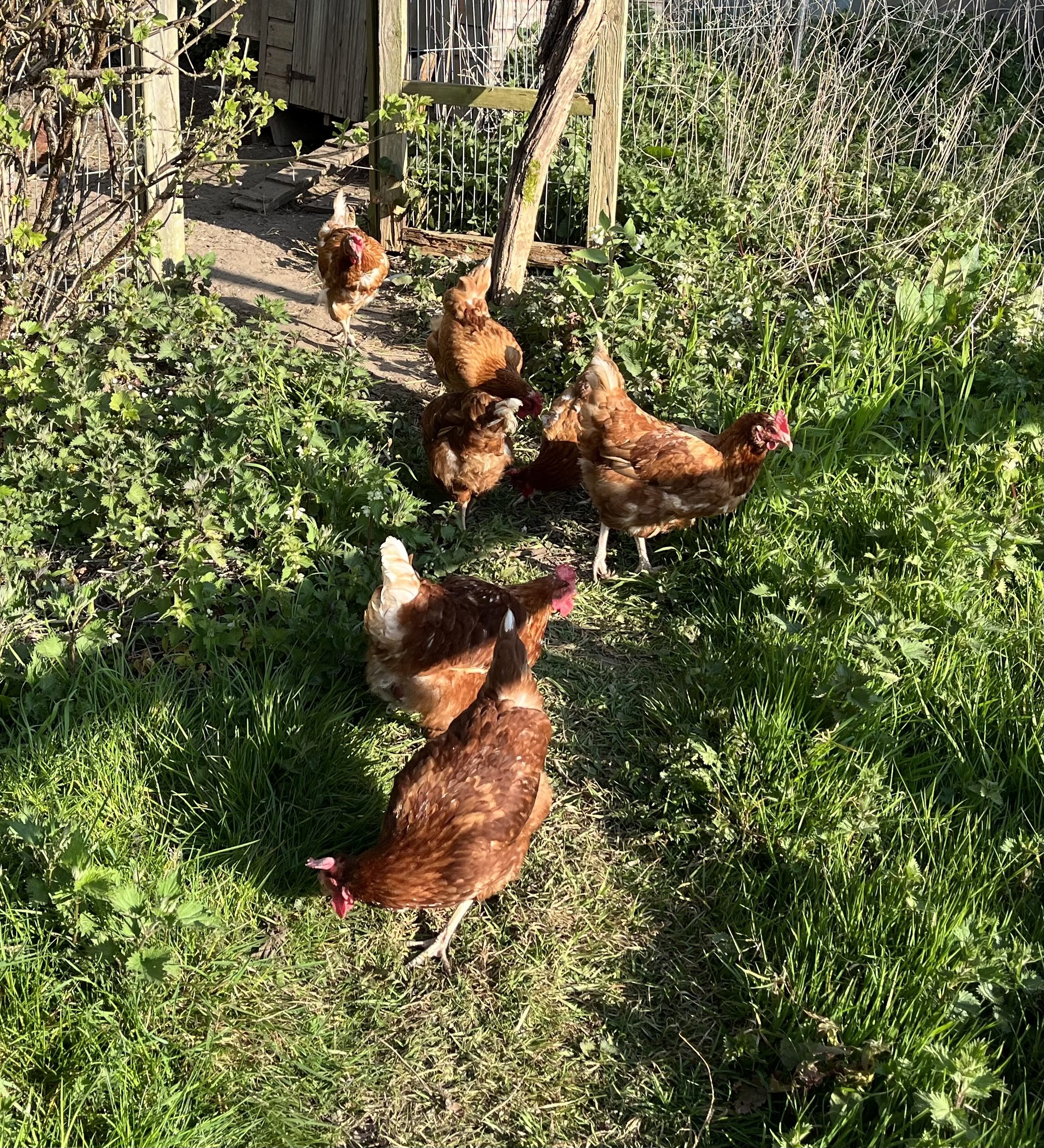 Chickens.jpg