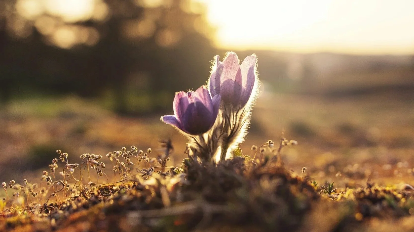 A purple flower grows from the earth