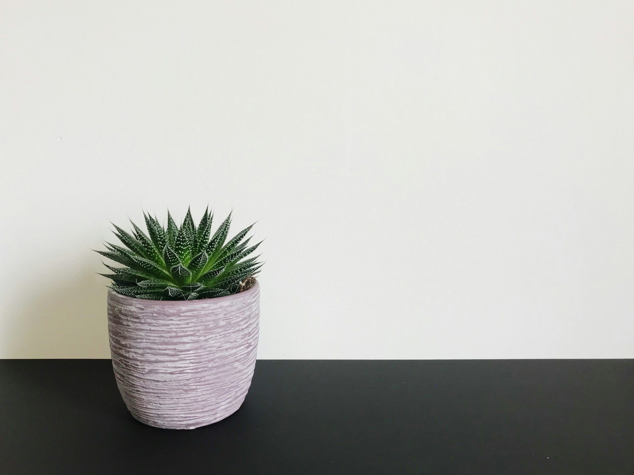 House plant beside a white wall