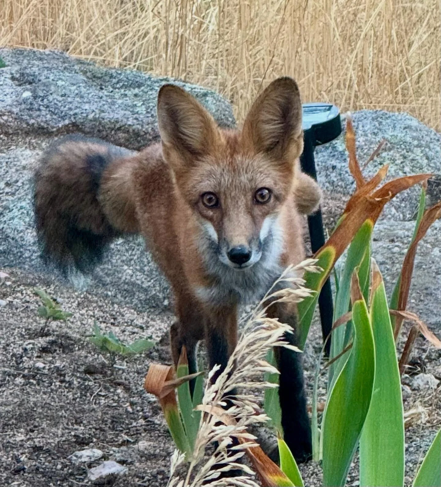 A friendly visitor dropped by last night.