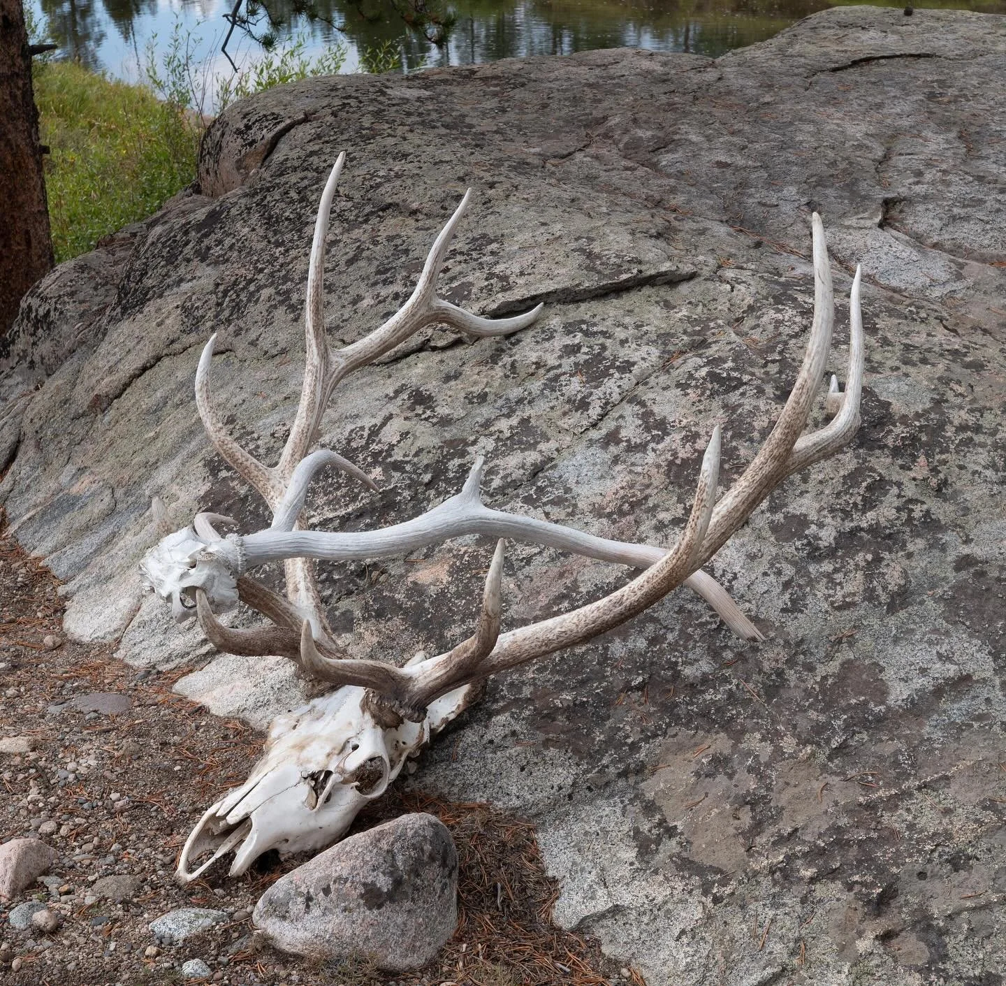 Sometimes even the strongest bulls don&rsquo;t survive the battle. Great day deep in the Yellowstone backcountry. This park is a testament to the vision of our forefathers. Feeling so grateful that, once off the road, time moves slowly.
 @charlie_win