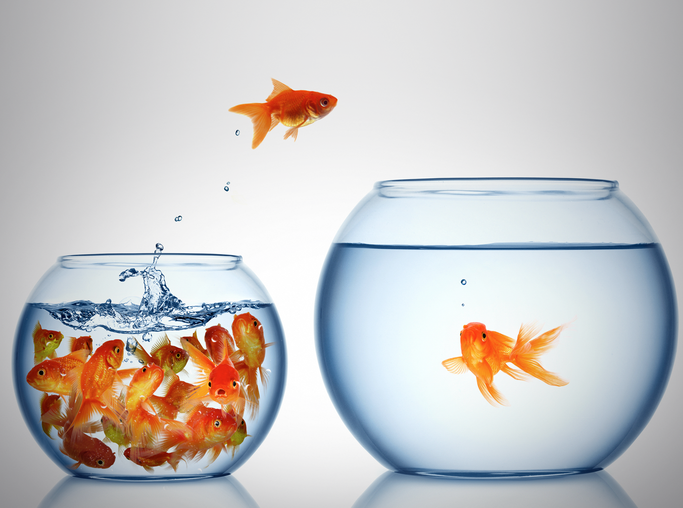 Two round fishbowls with orange goldfish, one fish jumping into the bowl on the right, and a group of goldfish on the left in the water.