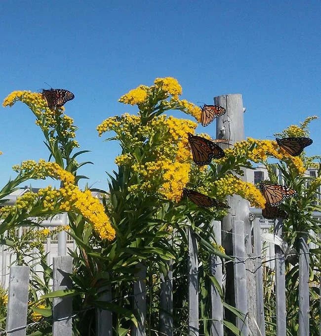 The Impact of Planting Native Gardens